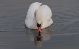 Swan reflection water nature puzzle - visible free wallpaper