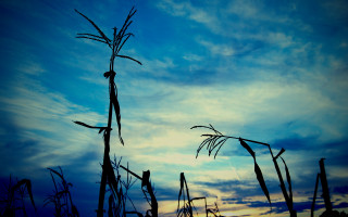 Blue sky clouds tall plant - thin free wallpaper for desktop