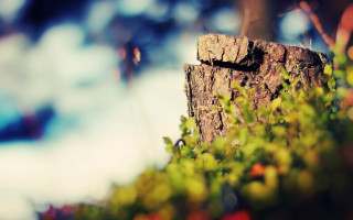 Tree stump plant bokeh tilt - side and a blurry background free wallpaper