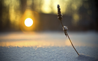 Flower snowy field sunset microscopic - a single flower free wallpaper