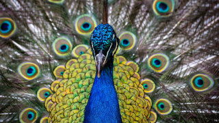 Peacock feathers spread cloisonnism macro - a peacock free wallpaper