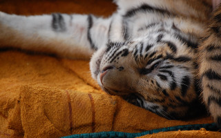 Tranquil cat laying blind puzzle - tranquil free wallpaper