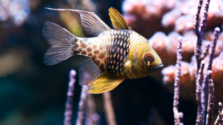 Lostfish holography blurry water plants - lostfish free wallpaper