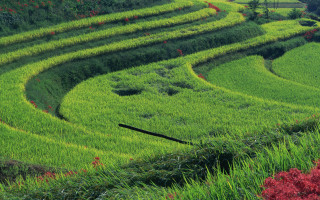 Lush green field curved grass - a lush green field free wallpaper