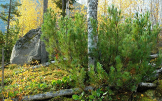 Small tree forest rocks autumn - the background and a rock in the foreground free wallpaper