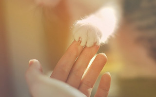 Person holding cat paw microscopic - sharp claw free wallpaper for desktop