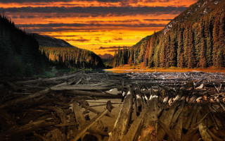 Sunset mountain lake fallen tree - fallen free wallpaper for desktop