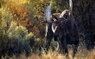 Large animals horns autumn nature - tall grass and trees free wallpaper
