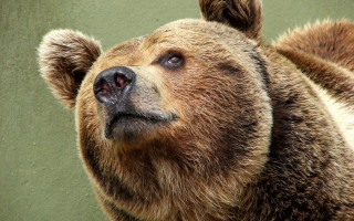Brown bear looking up head - his eye free wallpaper