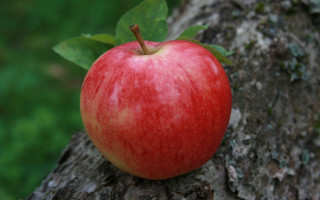 Red apple forest leaf blurry - a tree branch in the forest free wallpaper