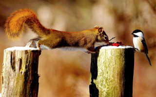 Squirrel bird feeder woods sunset - a post free wallpaper