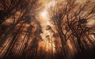 Forest sunshine clouds bare tree - forest free wallpaper for desktop