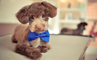 Small brown dog blue bow - handsome free wallpaper
