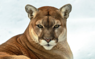 Mountain lion snow closeup realistic - a nose free wallpaper