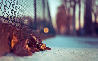 Fence leaves light winter blurry - daniel lieske free wallpaper for desktop