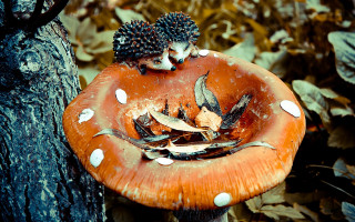 Mushroom hedgehogs tree stump autumn - a tree stump free wallpaper