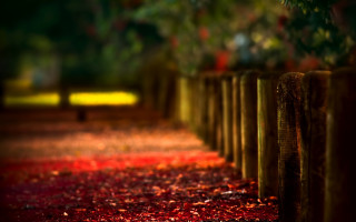 Wooden posts red leaves bench 2 - wooden post free wallpaper