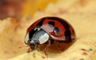 Ladybug yellowflower garden macro blurry - a garden area free wallpaper