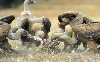 Vultures eating dead bird field - apelle free wallpaper