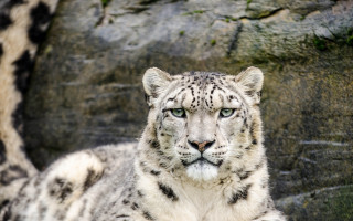 Snow leopard rock wall serious - a snow leopard free wallpaper