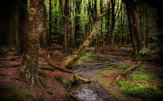Stream forest mossy ground fallen - tree trunk free wallpaper