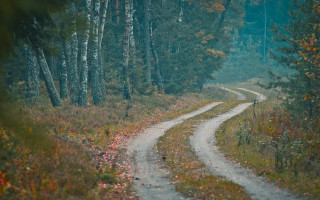Dirt road forest bear autumn - a dirt road in the middle of a forest free wallpaper for desktop