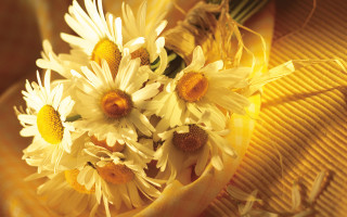 Daisy bouquet yellow background flower - a yellow stripe free wallpaper