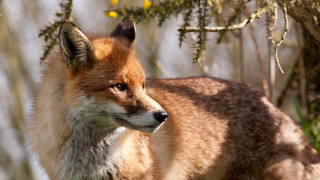 Fox woods staring blurry background - a fox free wallpaper for desktop