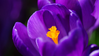 Purple flower yellow center macro 6 - a yellow center in the center of the flower free wallpaper