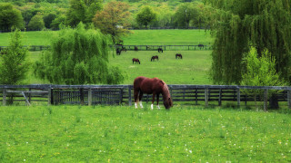 Horse grazing fence trees forest - tree and grass free wallpaper