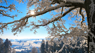 Snowy landscape trees bright sun 4 - a bright sun in the background free wallpaper