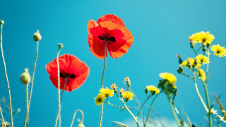 Red yellow flowers blue sky - red flower free wallpaper