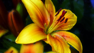 Yellow flower water droplets leaves - a yellow flower free wallpaper