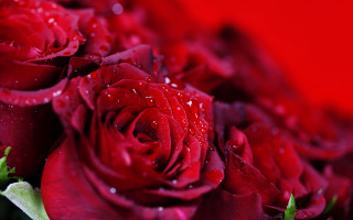 Red roses water droplets macro 3 - red rose free wallpaper