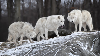 White wolves snowy hills woods - caspar wolf free wallpaper