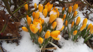 Yellow flowers snow covered ground - ground free wallpaper for desktop