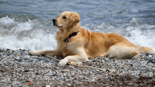 Dog beach ocean waves rocks - a stick free wallpaper for desktop