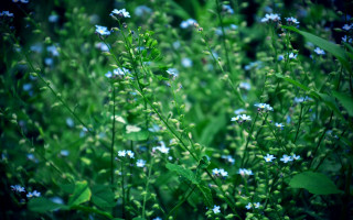 Blue flowers green leaves shallow 2 - green leaf and grass free wallpaper