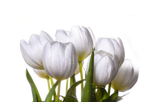 White flowers water droplets vase 4 - white flower free wallpaper