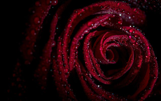 Red rose water droplets gothic 11 - a red rose free wallpaper