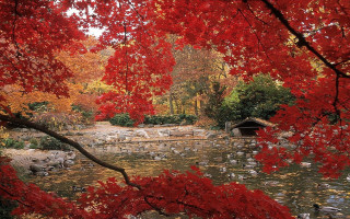 Pond rocks trees red leaves - rock and trees free wallpaper