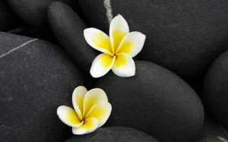 Yellow white daisy lily lotus - anthony devas free wallpaper