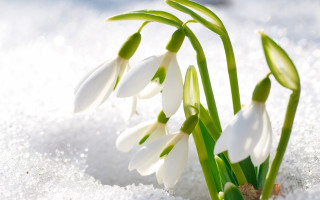 Snowdrops snow flakes ecological art - the snow free wallpaper for desktop