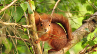 Squirrel branch camera nature blurry - a squirrel free wallpaper for desktop