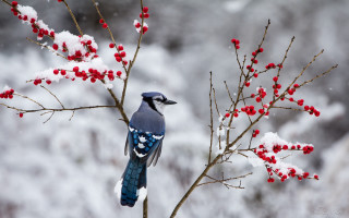 Blue bird branch berries snow - a blue bird free wallpaper
