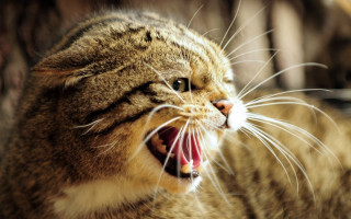 Cat wide open mouth sharp - sharp claw free wallpaper