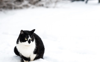 Black white cat snow winter - fluxus free wallpaper