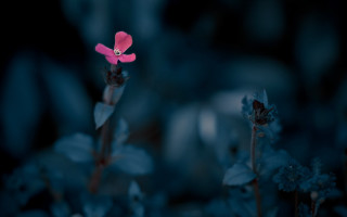 Pink flower dark room blue - chris friel free wallpaper