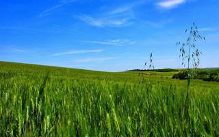 Green grass blue sky clouds 22 - green grass free wallpaper