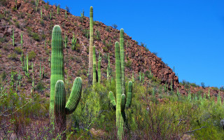 Large green cactus mountain sky - a few bush free wallpaper